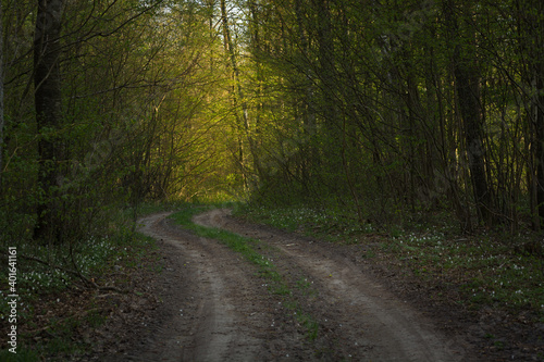 Dirt road in the forest and sunlight