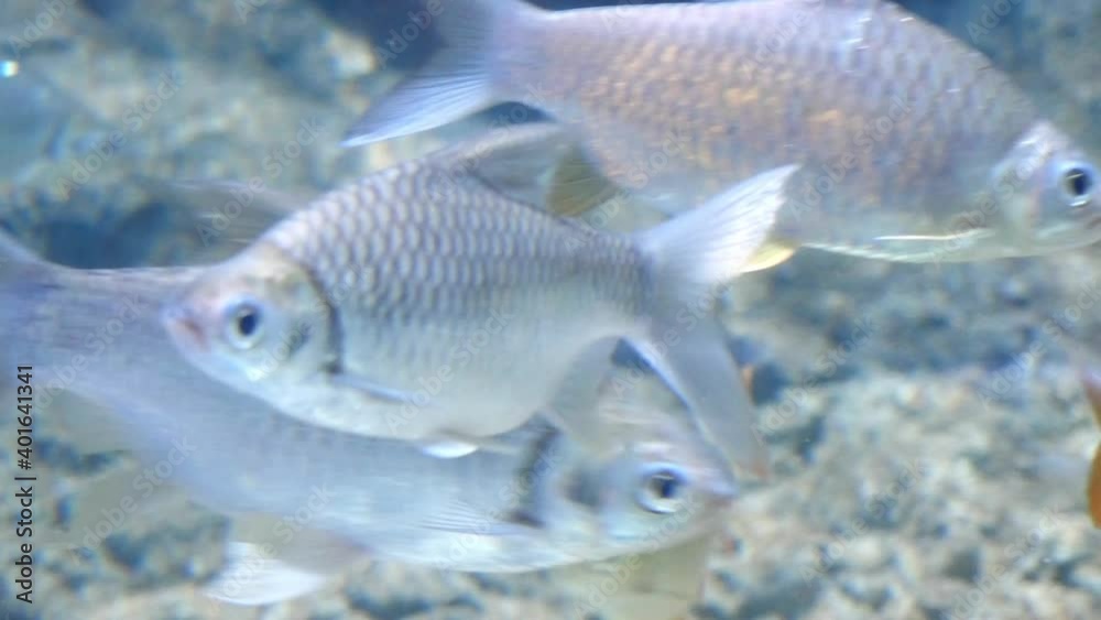 Group of Java barb or Silver barb fishes swimming under water, Freshwater fish in natural water bodies in Thailand Group of Java barb or Silver barb fishes swimming under water, Freshwater fish in natural water bodies in Thailand