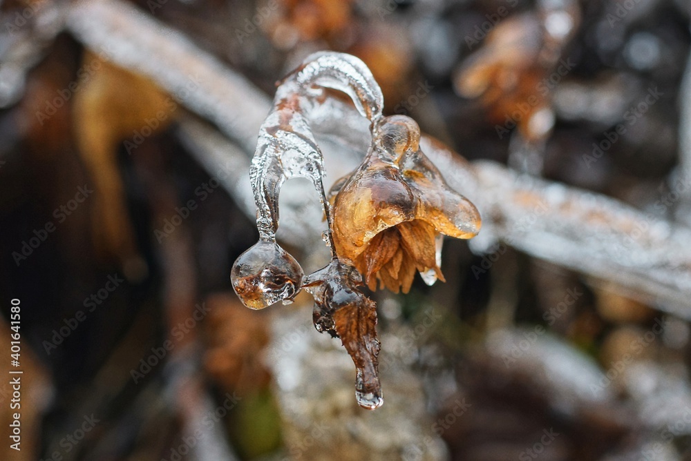 brown hop bud on an icy plant branch in white ice in a winter park brown hop bud on an icy plant branch in white ice in a winter park