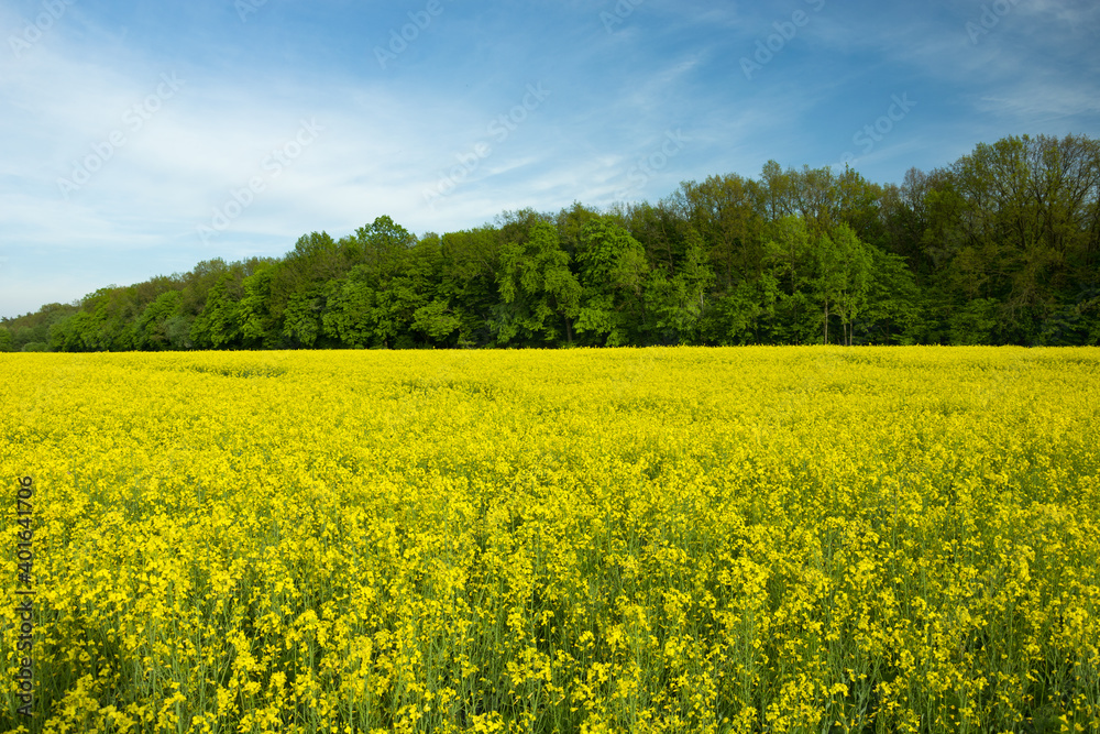 Fototapeta premium Yellow rape field, green forest and blue sky