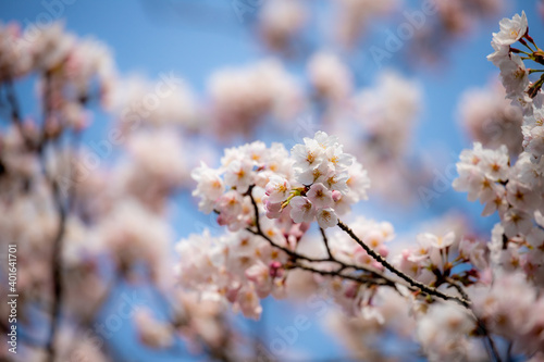 風景素材　満開の桜の花 © 8maru