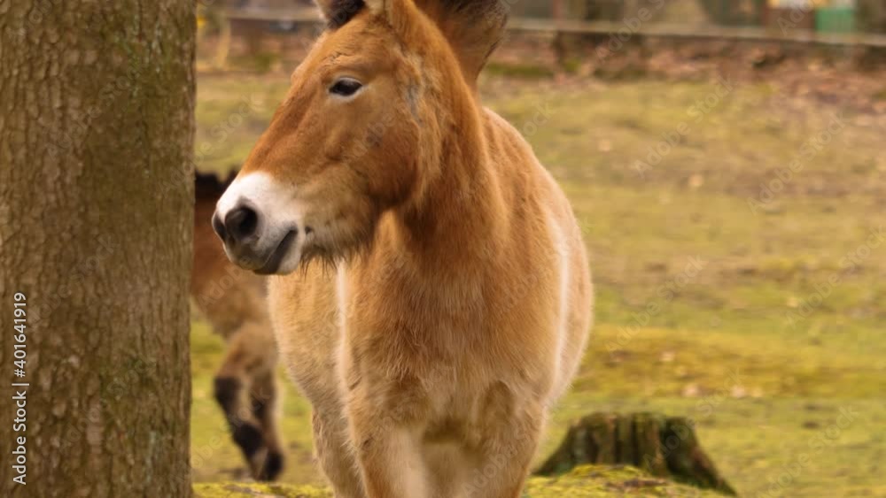 close up of przewalskis wild horse walking on a meadow with rack focus from back to the front. close up of przewalskis wild horse walking on a meadow with rack focus from back to the front.