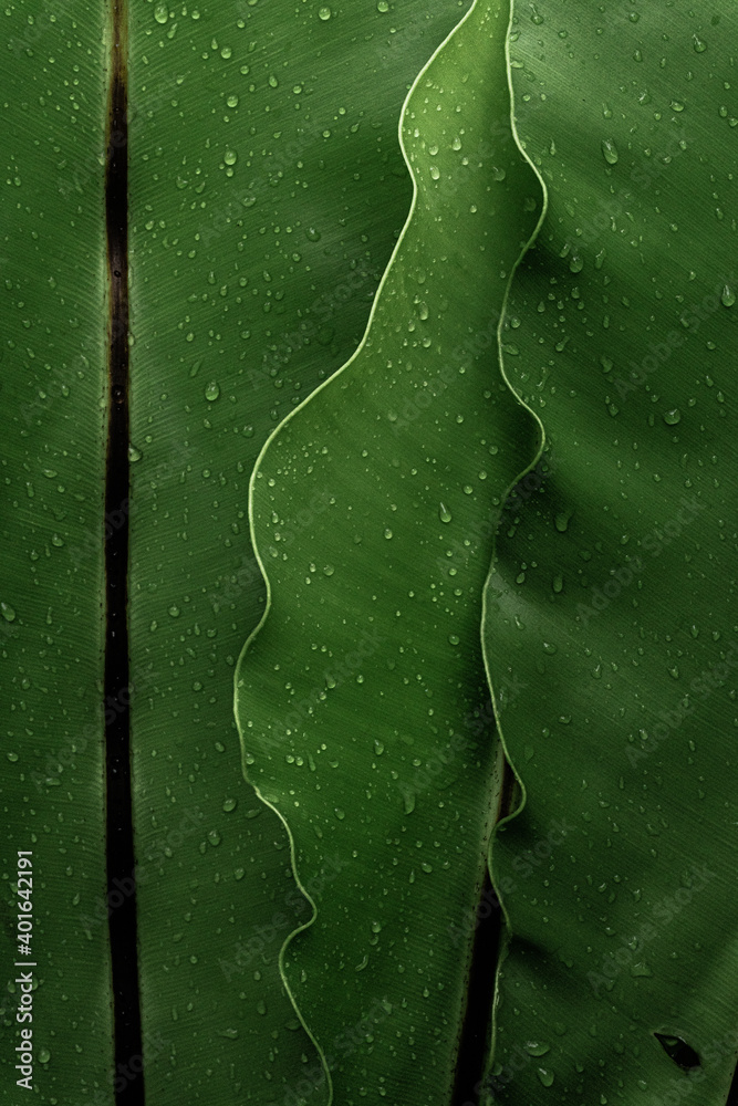 Fototapeta premium Naturalne piękne roślinne tło, zbliżenie na zielone liście, krople wody, roślinna tekstura.