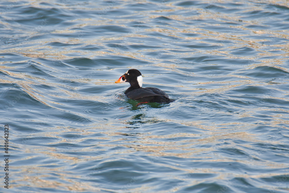 A picture of a surf scoter swimming in the ocean. White Rock BC Canada
A picture of a surf scoter swimming in the ocean. White Rock BC Canada