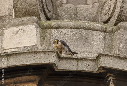 Peregrine Falcon on a church in London