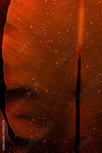Zbliżenie na ciemno czerwone liście z kroplami wody, ujęcie makro, klimatyczne mroczne tło roślinne.