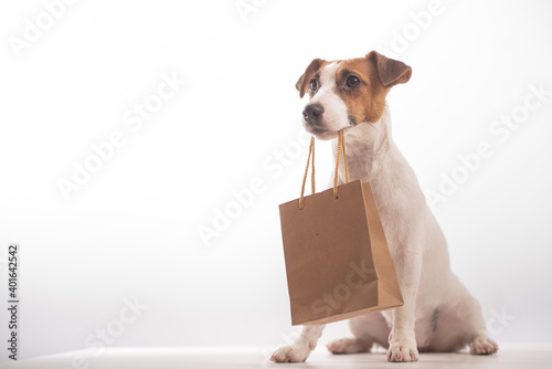 Portrait of dog jack russell terrier holding a paper craft bag in its mouth on a white background