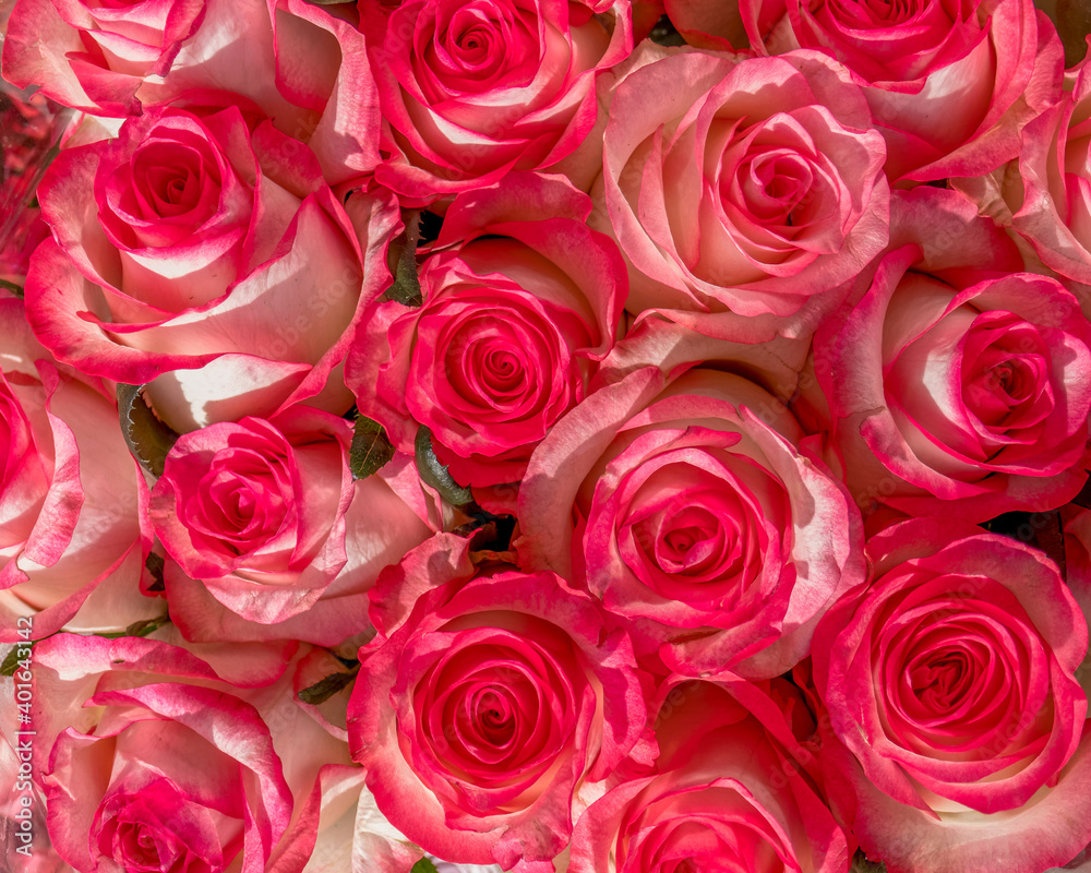 colorful white, pink rose flowers top view closeup, natural pattern background colorful white, pink rose flowers top view closeup, natural pattern background