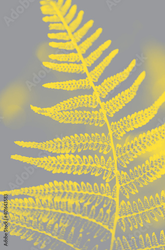 Fern leaf texture in two trendy colors of 2021 year illuminating ultimate gray. Leaves abstract nature background. Close-up