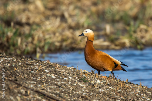 Rostgans  (Tadorna ferruginea) photo