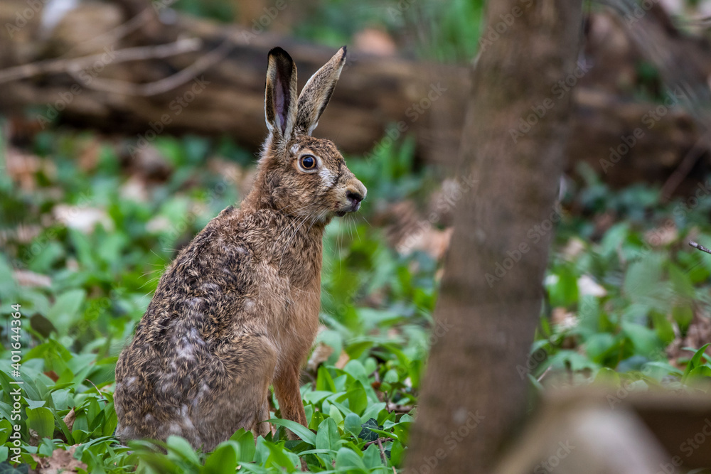 Fototapeta premium Feldhase (Lepus europaeus)