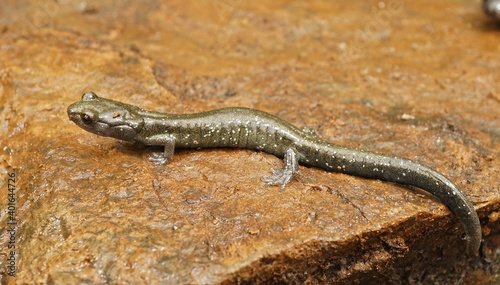 Aneides flavipunctatus - Black Salamander