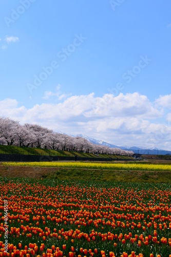 日本の春。舟川べり春の四重奏。朝日、富山、日本。４月中旬。