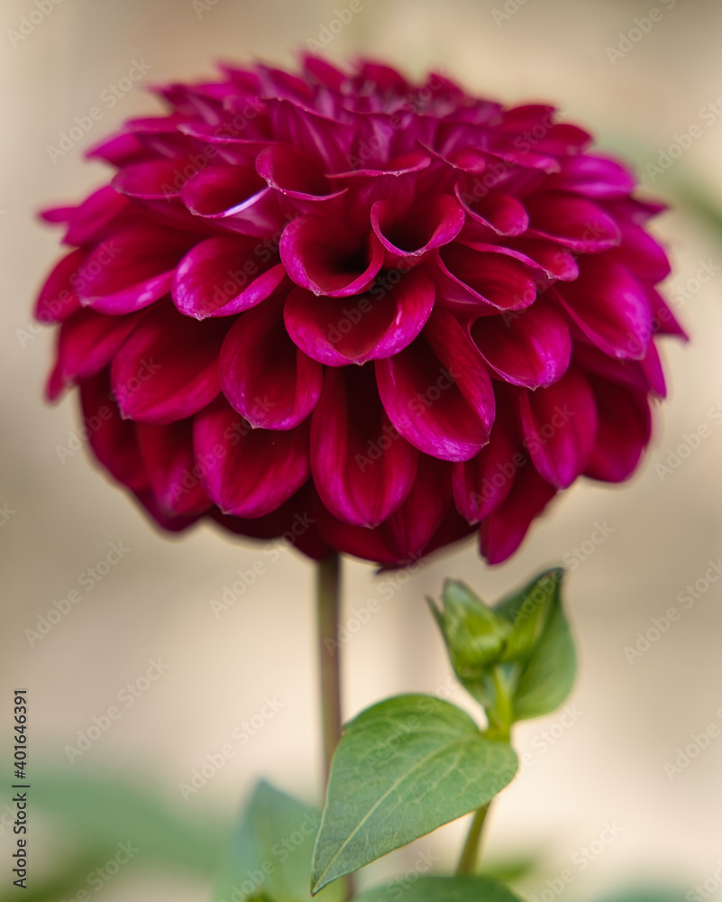 Dahlia pinnata Cav.