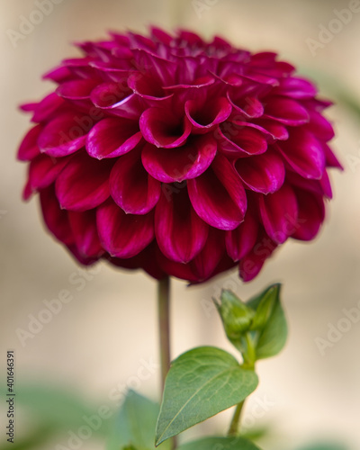 Obraz na płótnie Dahlia pinnata Cav. w salonie