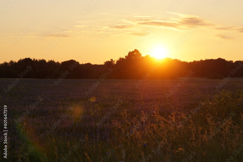 Sunset over the meadow