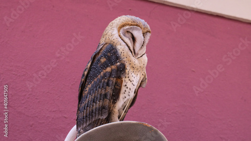 Horizontal shot of owl sleeping