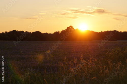 Sunset over the meadow