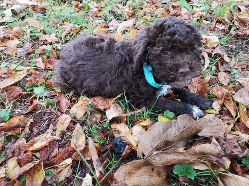 Cucciolo Lagotto romoagnolo 60 giorni photo