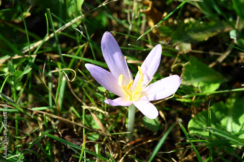 Blooming saffron in the meadow. Blooming saffron in the meadow.