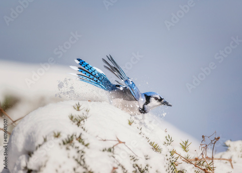 Obraz na plátně Blue Jay in Snow