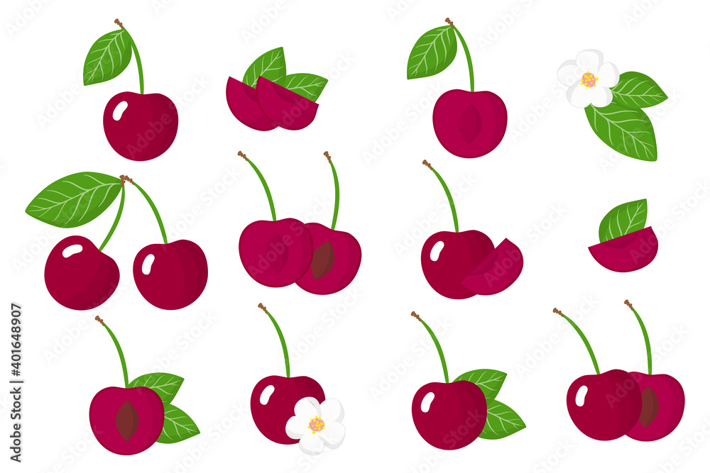 Set of illustrations with Cherries exotic fruits, flowers and leaves isolated on a white background. Set of illustrations with Cherries exotic fruits, flowers and leaves isolated on a white background.