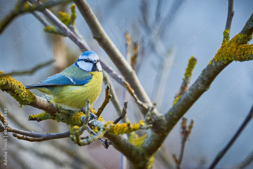 Eurasian blue tit bird ( Cyanistes caeruleus ) sitting on a branch in winter season Eurasian blue tit bird ( Cyanistes caeruleus ) sitting on a branch in winter season