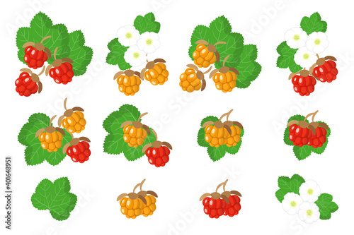 Set of illustrations with Cloudberry exotic fruits, flowers and leaves isolated on a white background.