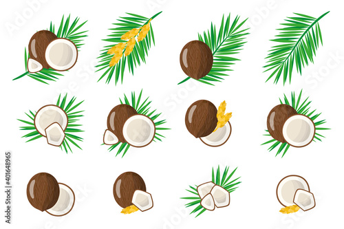 Set of illustrations with Coconut exotic fruits, flowers and leaves isolated on a white background.