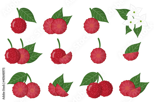 Set of illustrations with Cornus capitata exotic fruits, flowers and leaves isolated on a white background.