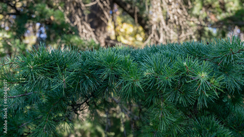 Close-up of green needles of Himalayan cedar (Cedrus Deodara, Deodar) growing in resort city center of Sochi. Selective focus. Beautiful natural green background with copy space for any design Close-up of green needles of Himalayan cedar (Cedrus Deodara, Deodar) growing in resort city center of Sochi. Selective focus. Beautiful natural green background with copy space for any design
