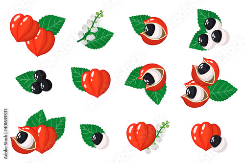 Set of illustrations with Guarana exotic fruits, flowers and leaves isolated on a white background.
