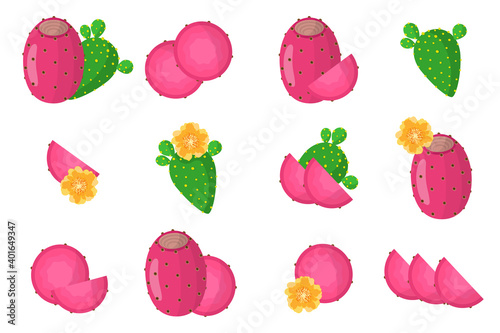Set of illustrations with Indian figs exotic fruits, flowers and leaves isolated on a white background.