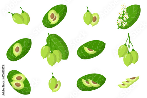 Set of illustrations with Kakadu plum exotic fruits, flowers and leaves isolated on a white background.