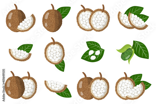 Set of illustrations with Marang exotic fruits, flowers and leaves isolated on a white background. photo