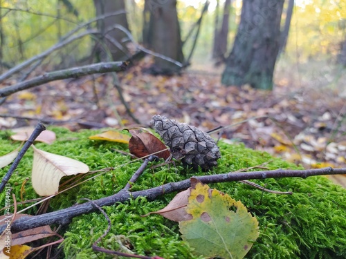 Pine cone on a stump in the autumn forest. Autumn forest landscape