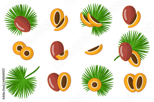 Set of illustrations with Mauritia exotic fruits, flowers and leaves isolated on a white background.