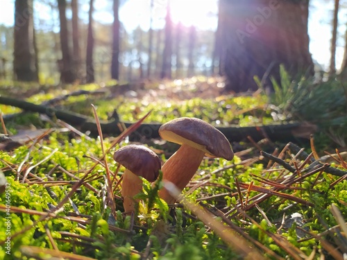 Autumn forest, mushroom on the grass 5, on the background of the forest. Original photo without processing