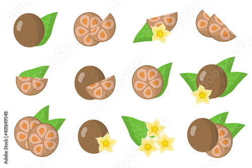 Set of illustrations with Monk exotic fruits, flowers and leaves isolated on a white background.