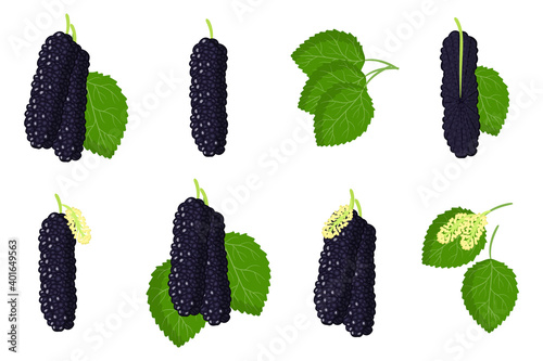 Set of illustrations with Mulberry hubrid exotic fruits, flowers and leaves isolated on a white background.