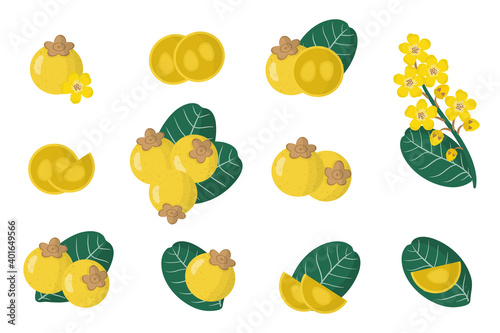 Set of illustrations with Nance exotic fruits, flowers and leaves isolated on a white background. photo