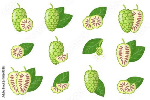 Set of illustrations with Noni exotic fruits, flowers and leaves isolated on a white background.