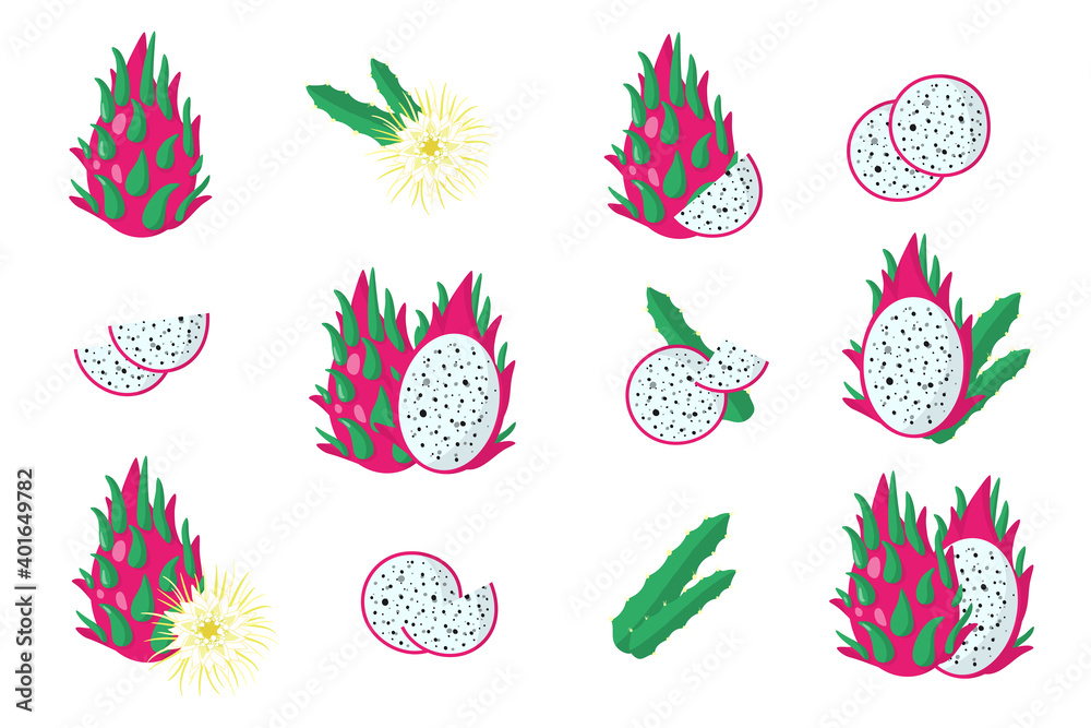 Set of illustrations with Pitaya exotic fruits, flowers and leaves isolated on a white background.