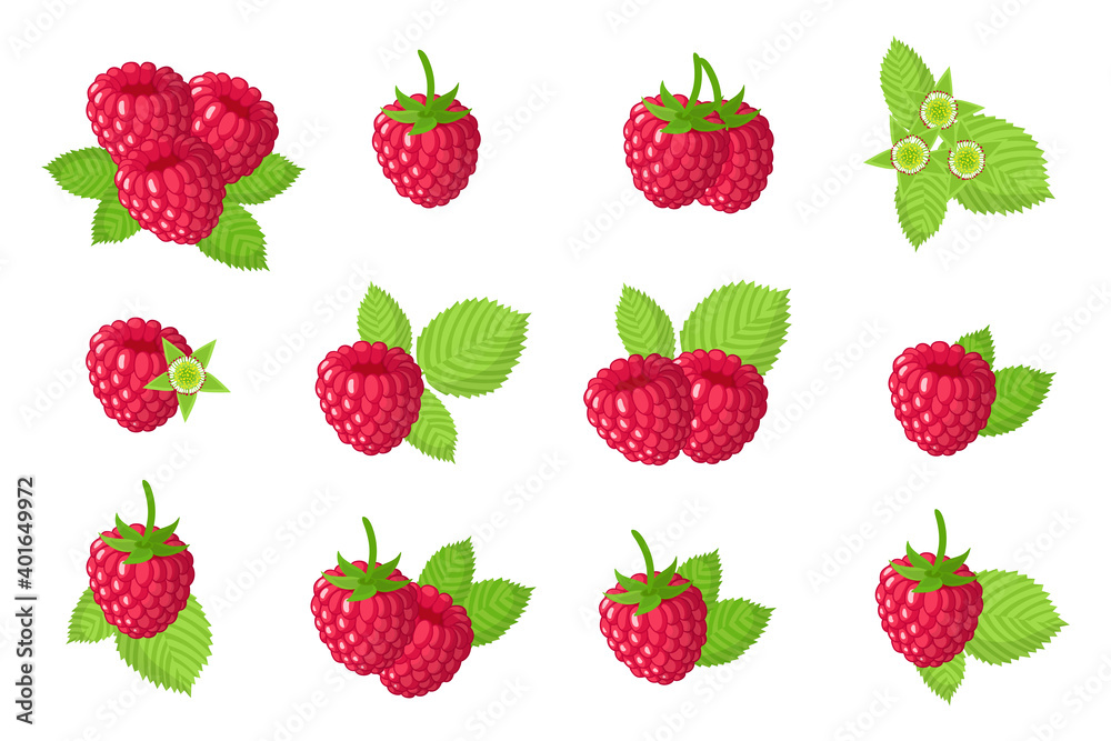 Set of illustrations with Red raspberry exotic fruits, flowers and leaves isolated on a white background.