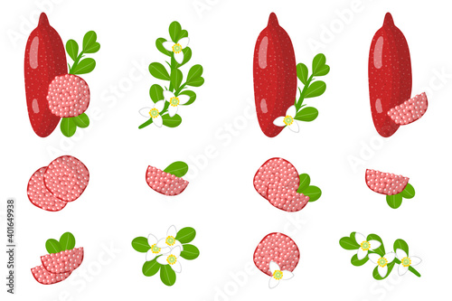 Set of illustrations with Red fingerlime exotic fruits, flowers and leaves isolated on a white background.