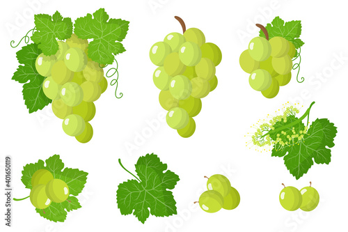 Set of illustrations with White grape exotic fruits, flowers and leaves isolated on a white background.