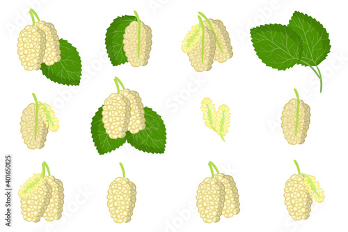 Set of illustrations with White mulberry exotic fruits, flowers and leaves isolated on a white background.
