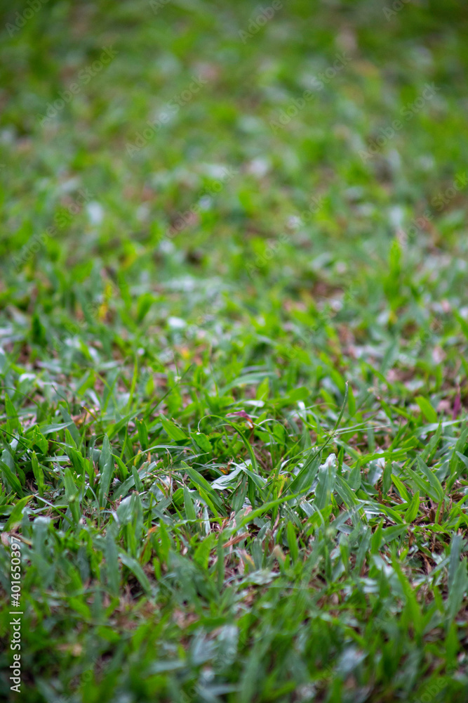 green grass green grass
