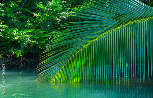 Palm tree  Puerto Jim  nez  Golfo Dulce  Osa Peninsula  Costa Rica  Central America  America