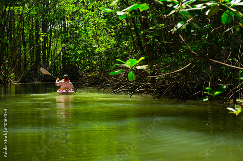 Mangrove, Puerto Jiménez, Golfo Dulce, Osa Peninsula, Costa Rica, Central America, America photo